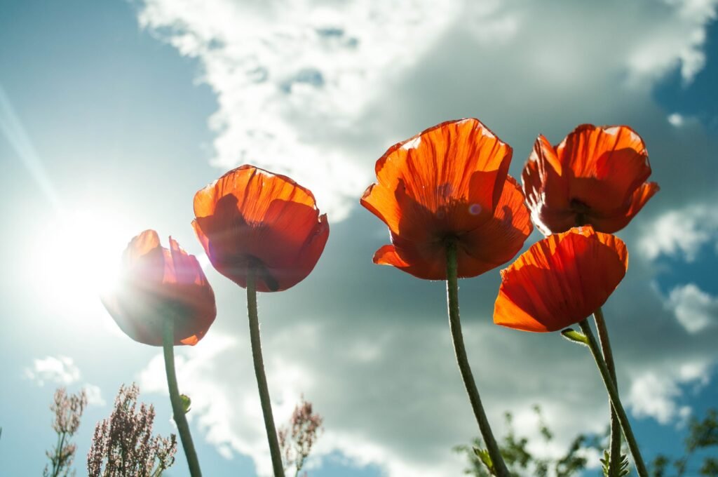 a_werdan-poppies-399409