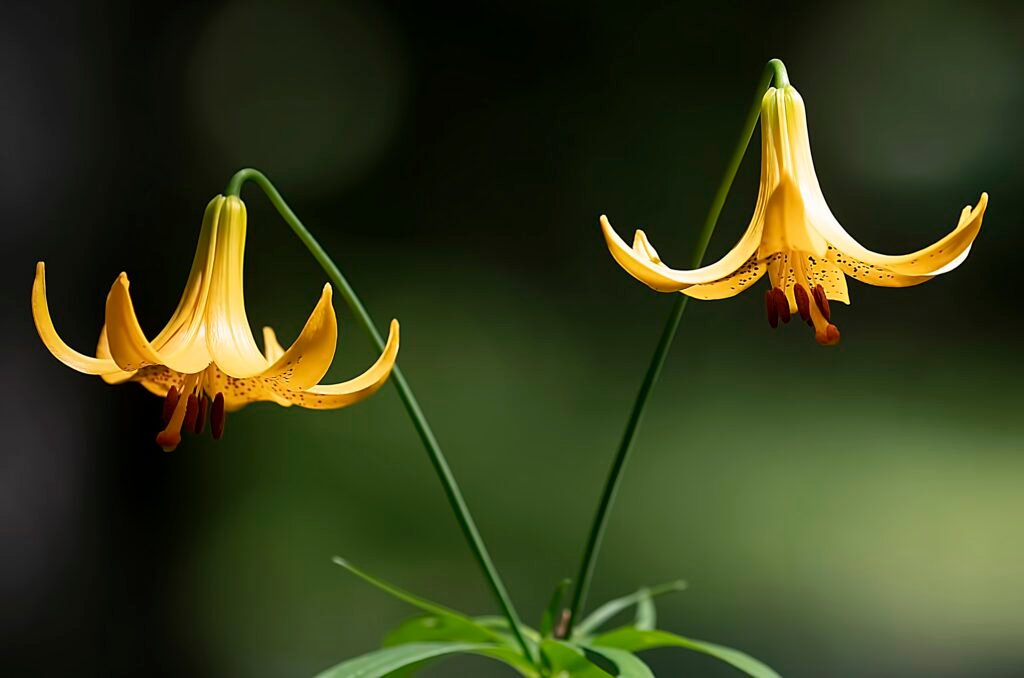 canadian-nature-visions-flowers-7155917