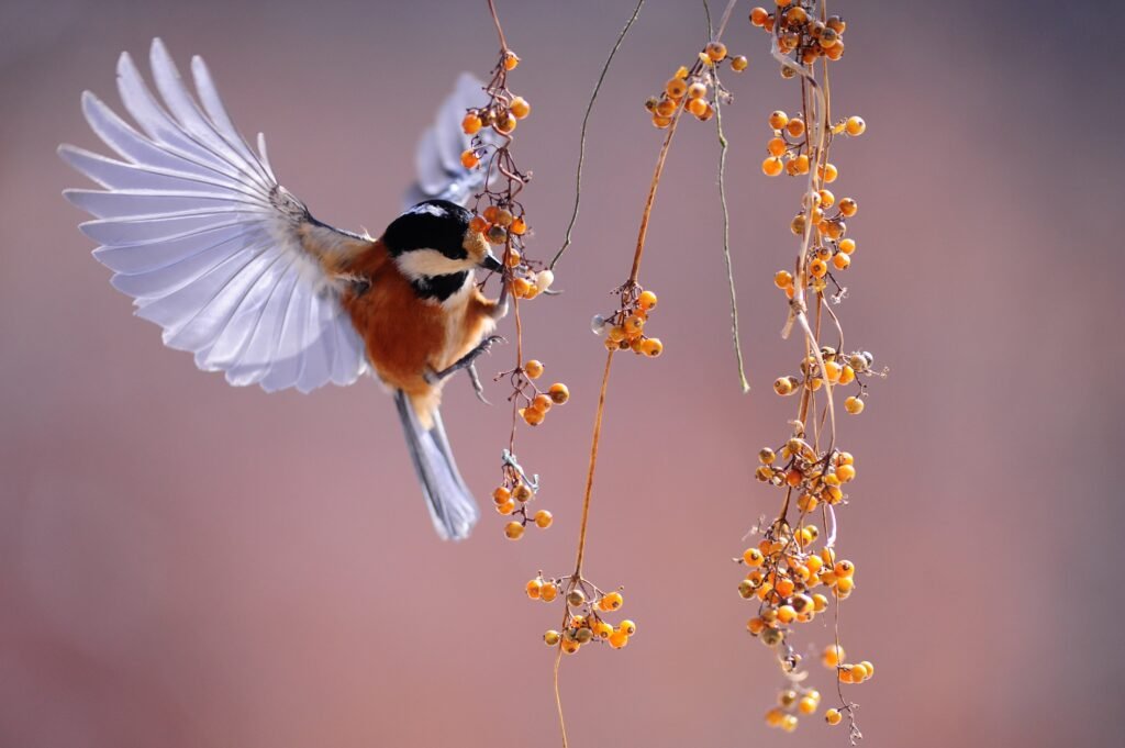homecare119-bird-1045954