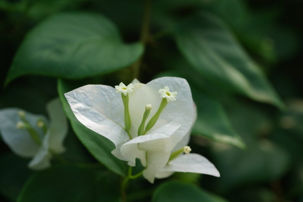 ignartonosbg-bougainvillea-8467373