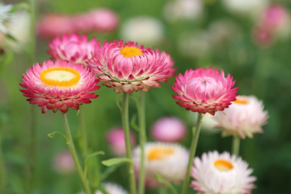 pixelanarchy-flowers-398941
