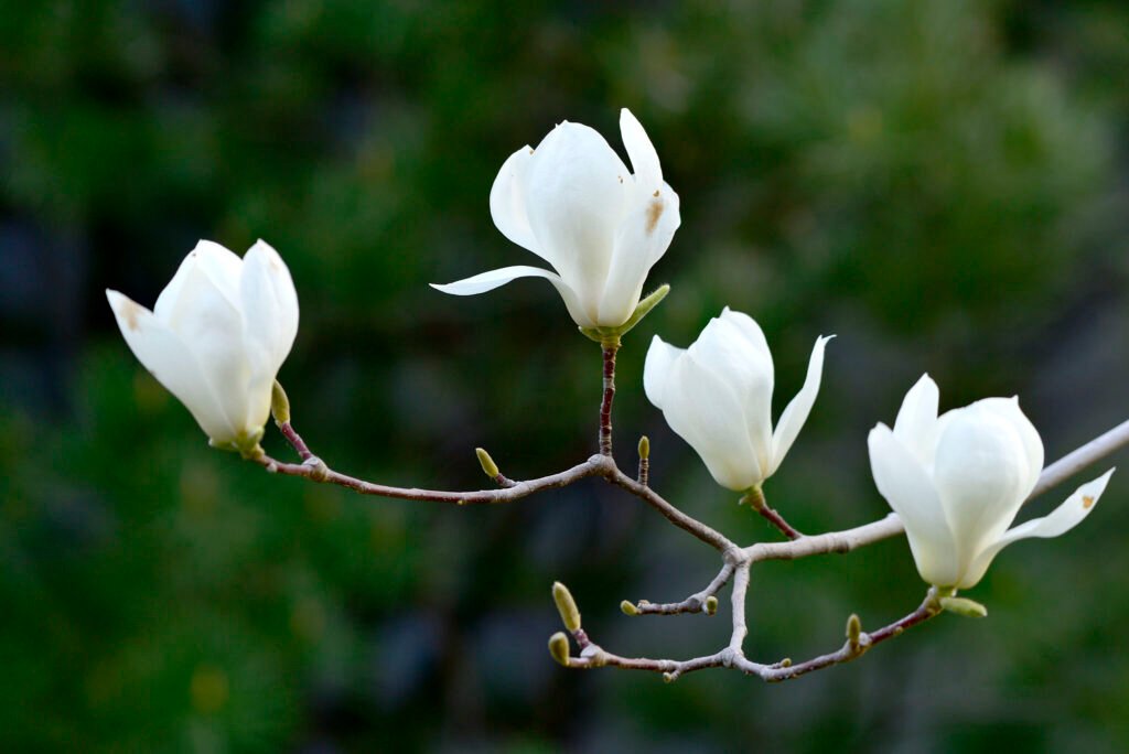 —Pngtree—spring spring magnolia flower park_1536473